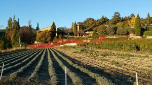 Lavande_B&B_Les_Terrasses_du_Soleil_Drome_Provencale